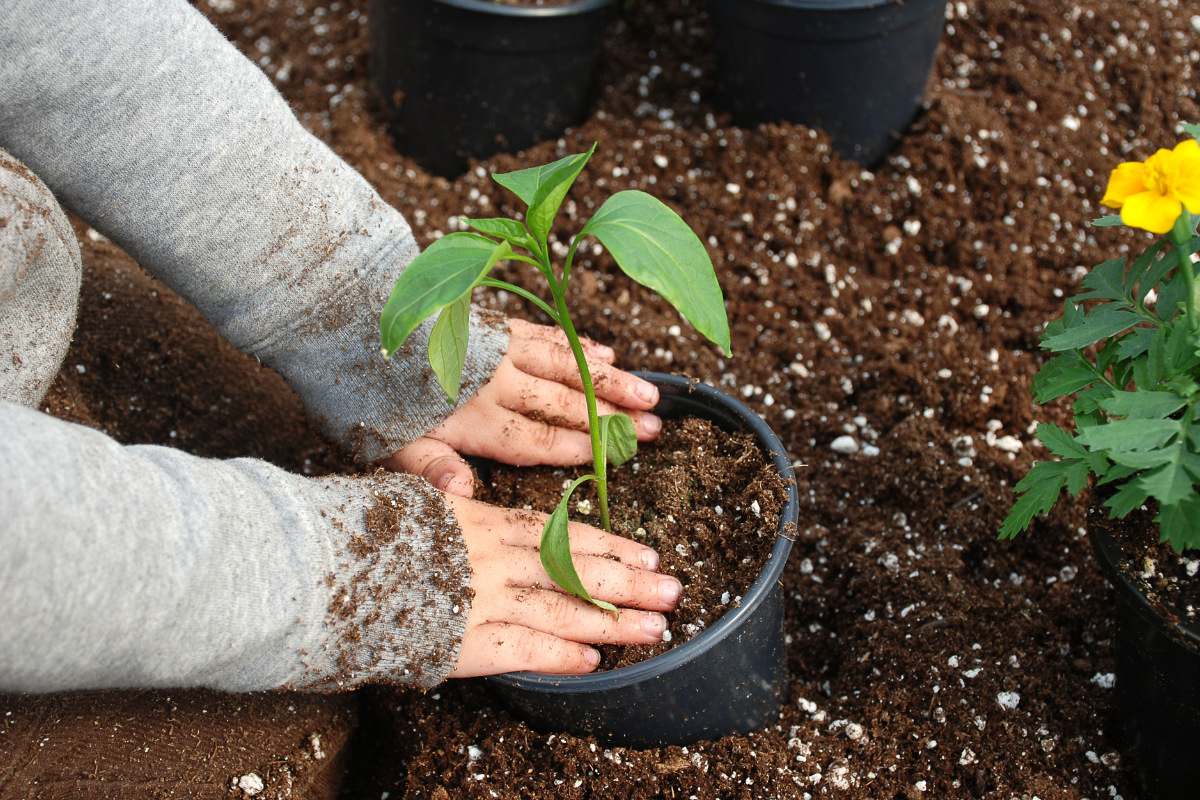 NDIS gardening services Adelaide